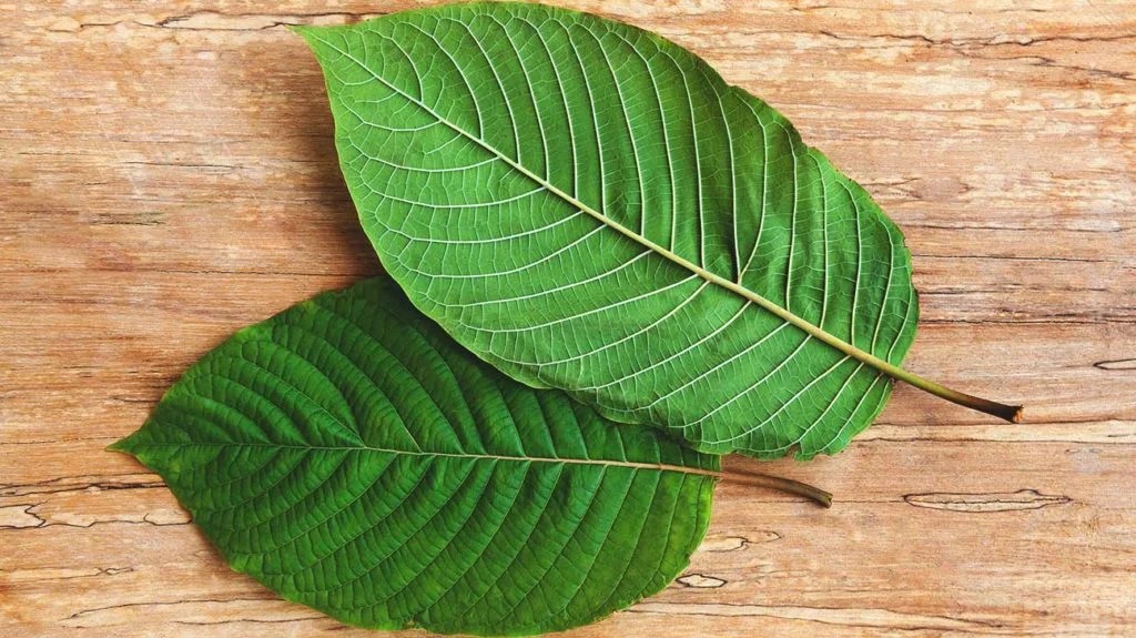 White Vein Kratom: A Guide to Varieties and Effects